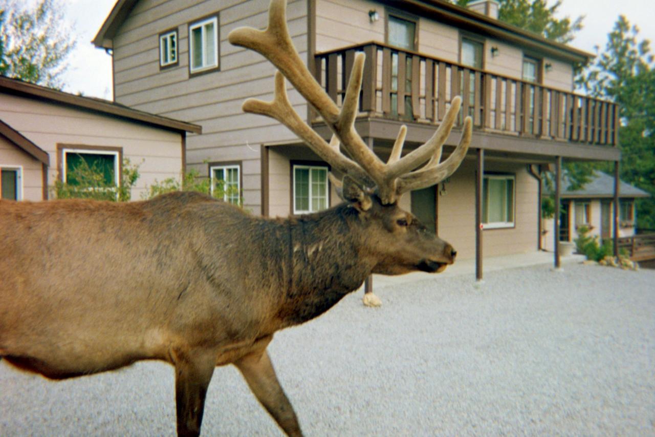 Skyline Cottages Estes Park Exteriér fotografie
